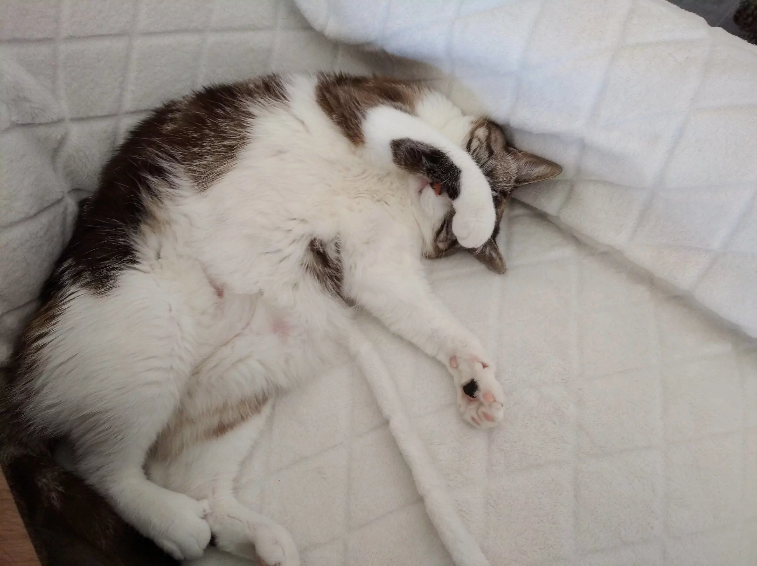 photo de chat qui a une patte cachant sa tête (genre tu fais n'importe quoi)